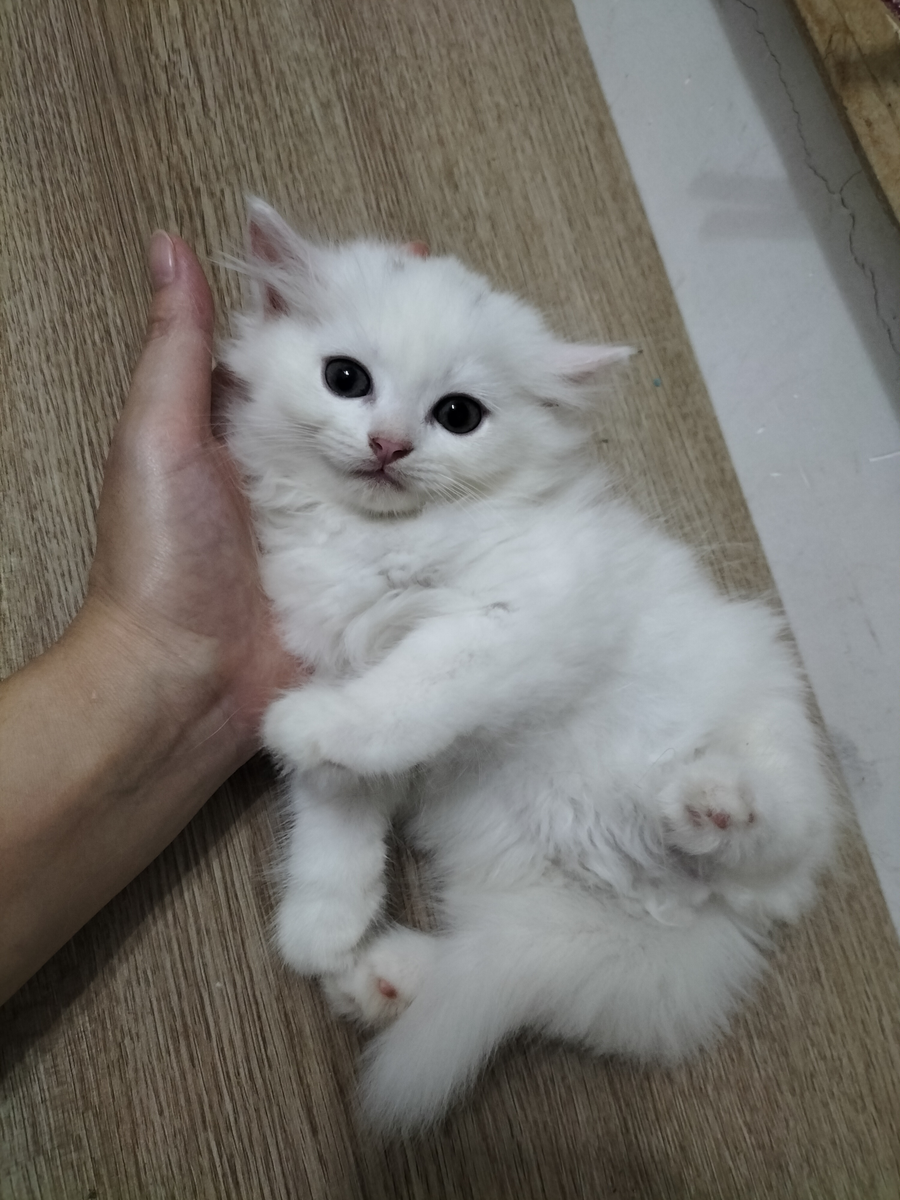 长毛白猫